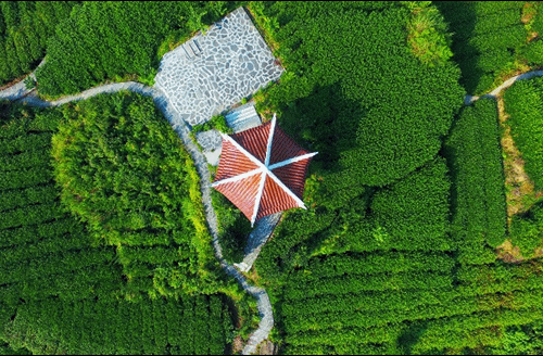 吉首市馬頸坳鎮(zhèn)隘口村是“湘西黃金茶第一村”，被譽為“全國茶旅融合十條精品線路”上的明珠。.gif